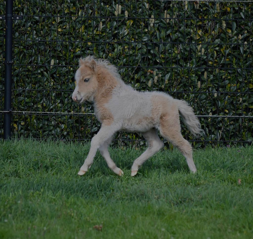 AMHA / NMPRS minipaardjes, Hengst, Niet van toepassing, Met stamboom, 0 tot 2 jaar