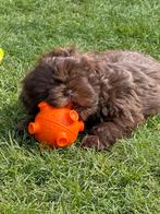ShIh tzu pups, Parvo, België, Overige rassen, 8 tot 15 weken