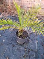 palmboom - dadelpalm, Tuin en Terras, Planten | Bomen, Minder dan 100 cm, Palmboom, Ophalen, Volle zon