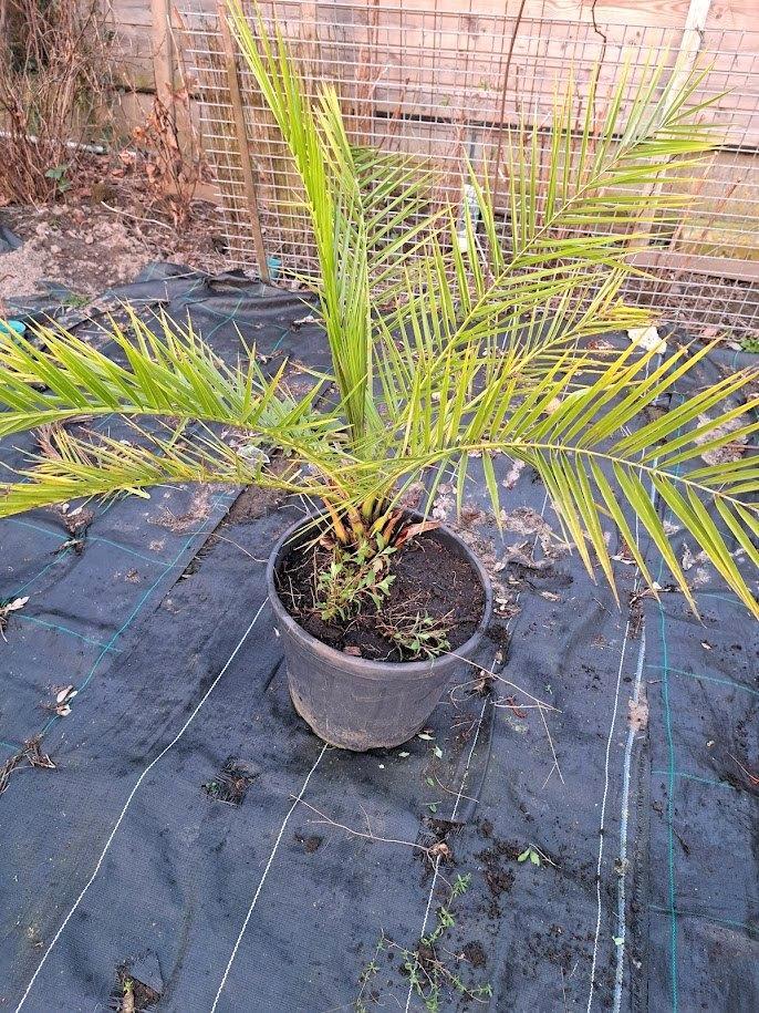palmboom - dadelpalm, Tuin en Terras, Planten | Bomen, Palmboom, Minder dan 100 cm, Volle zon, In pot, Ophalen