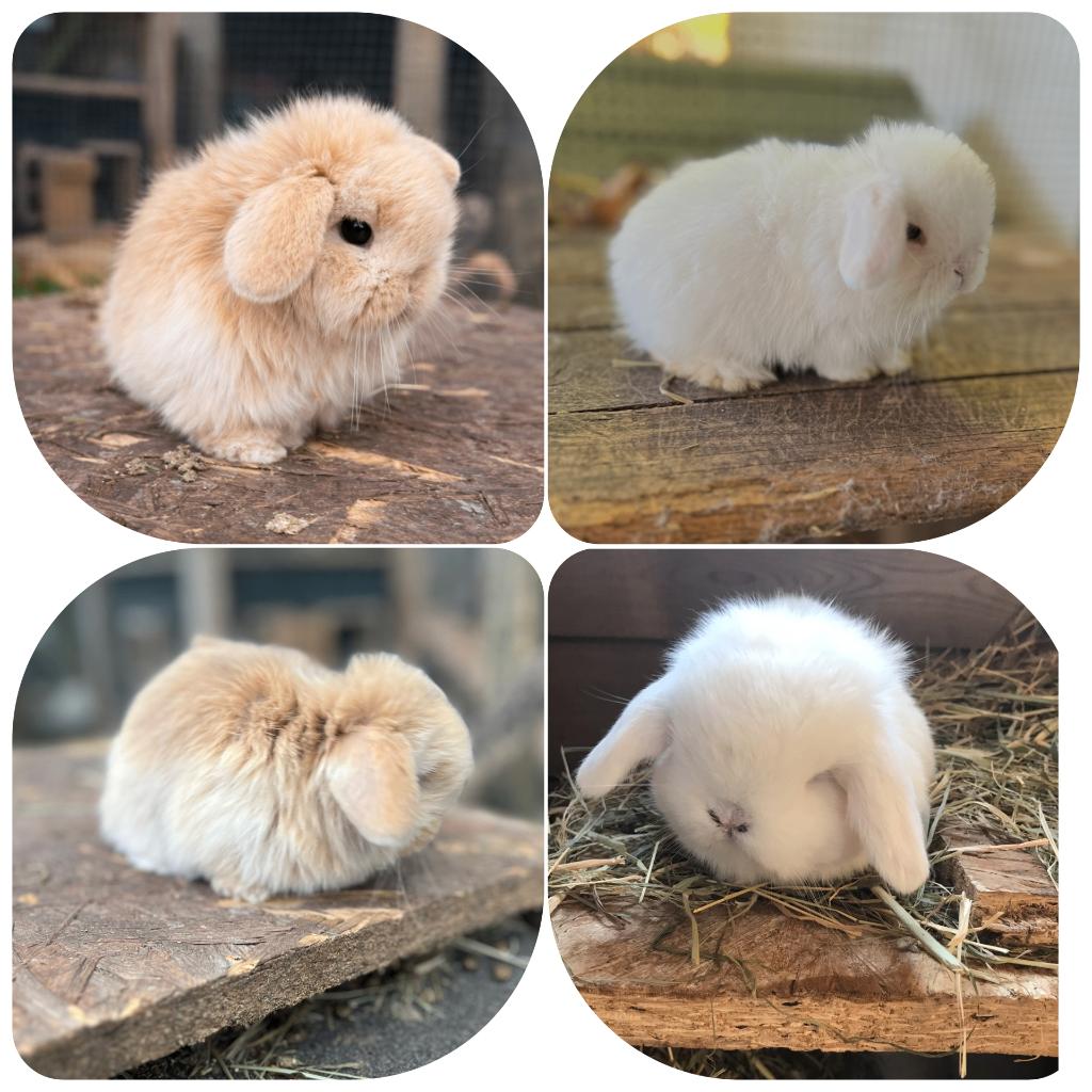 Geweldig lieve en knappe minilop konijntjes (koppeltje), Plusieurs animaux, Petit, Oreilles tombantes, 0 à 2 ans