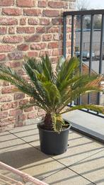 bloemen voor terras en kamer, Enlèvement