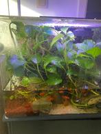 Paladarium met waterval, Ophalen, Gebruikt, Terrarium of Paludarium