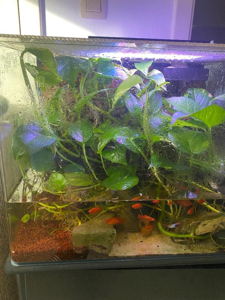 Paladarium met waterval, Animaux & Accessoires, Reptiles & Amphibiens | Accessoires, Utilisé, Terrarium ou Paludarium, Enlèvement