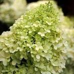 Hydrangea Limelight, Enlèvement, Mi-ombre