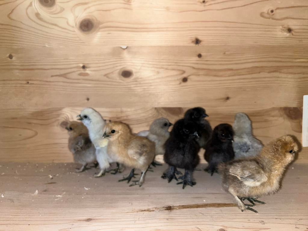 Zijdehoenders kuikens, December, Geslacht onbekend