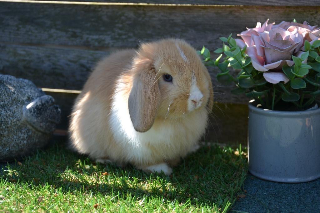 Minilop hangoor konijntje kleur oranje bont, Mâle, Nain, Oreilles tombantes, 0 à 2 ans