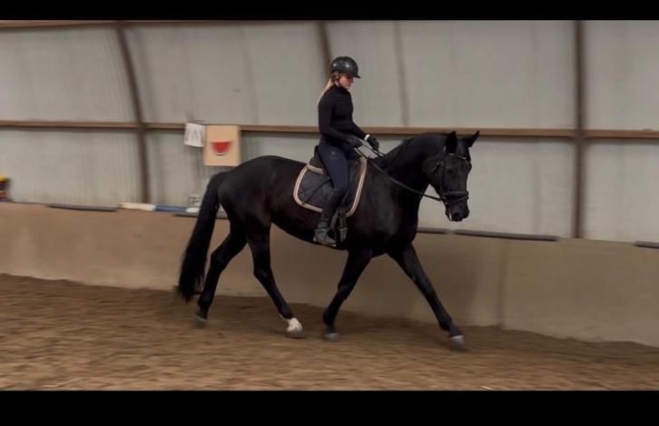 Belle jument de dressage noire, Animaux & Accessoires, Chevaux, Jument, M, 170 à 175 cm, 11 ans ou plus, Cheval de dressage, Avec pedigree