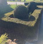 Haie de buis et bulbes, Jardin & Terrasse, Enlèvement, Haie, Moins de 100 cm