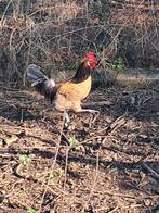 Jonge haan Brabants boerenhoen, Dieren en Toebehoren, Pluimvee, Mannelijk, Kip