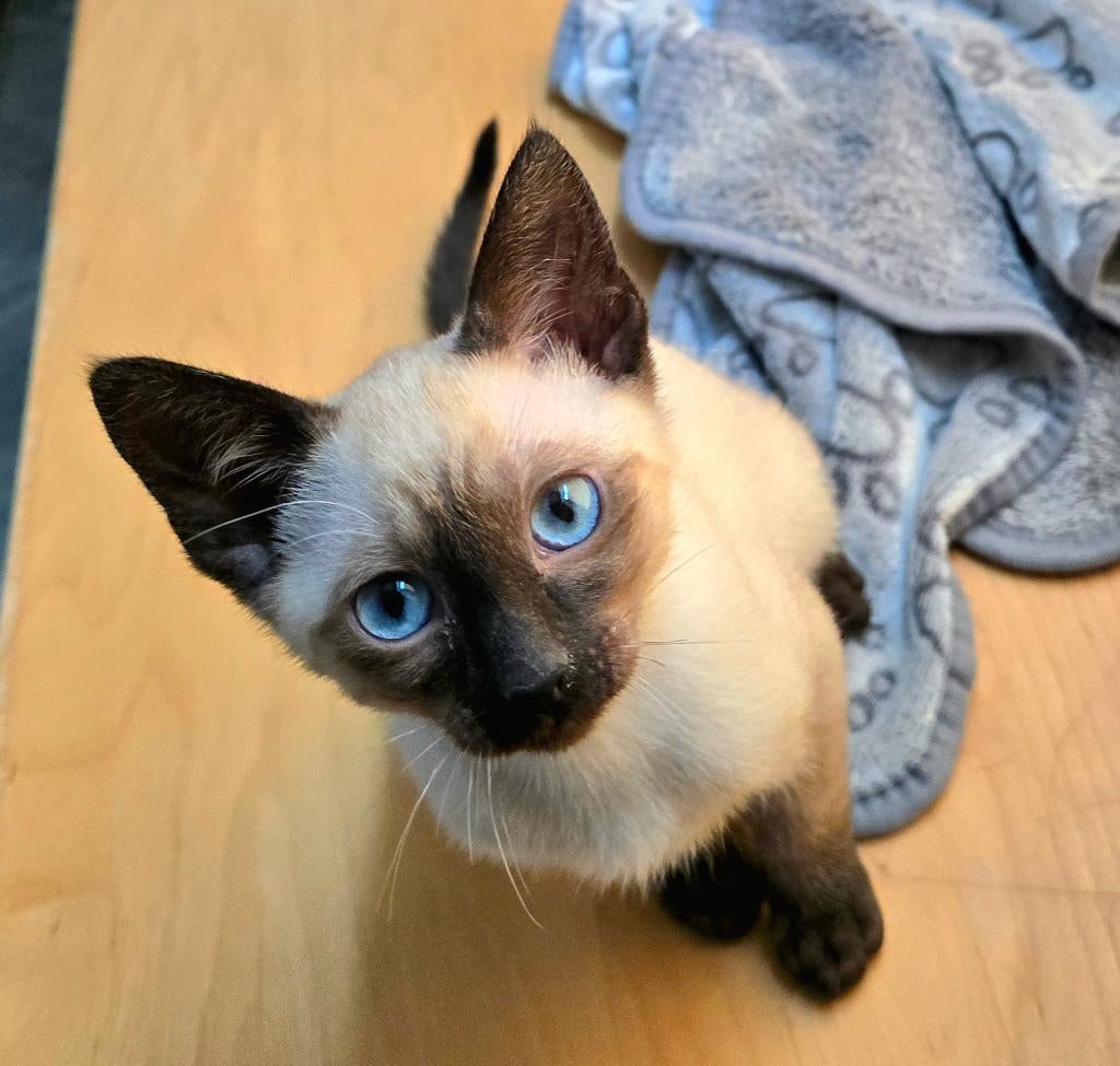 Siamese kittens, Dieren en Toebehoren, Katten en Kittens | Raskatten | Korthaar, Meerdere dieren, 0 tot 2 jaar, Gechipt, Ontwormd