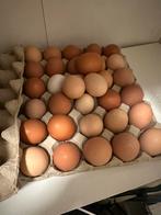 Broed eiren leg kippen en shamo kippen, Kip