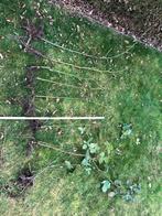 Blauwe braambes, Ophalen