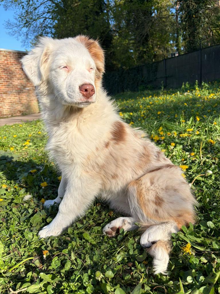 Merle Aussi femelle, 15 semaines à 1 an, Chienne, Éleveur | Professionnel, Un chien