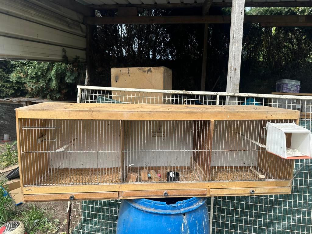 Kanarie kooi, Enlèvement