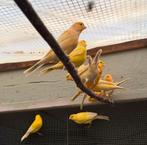 Kanaries, Dieren en Toebehoren