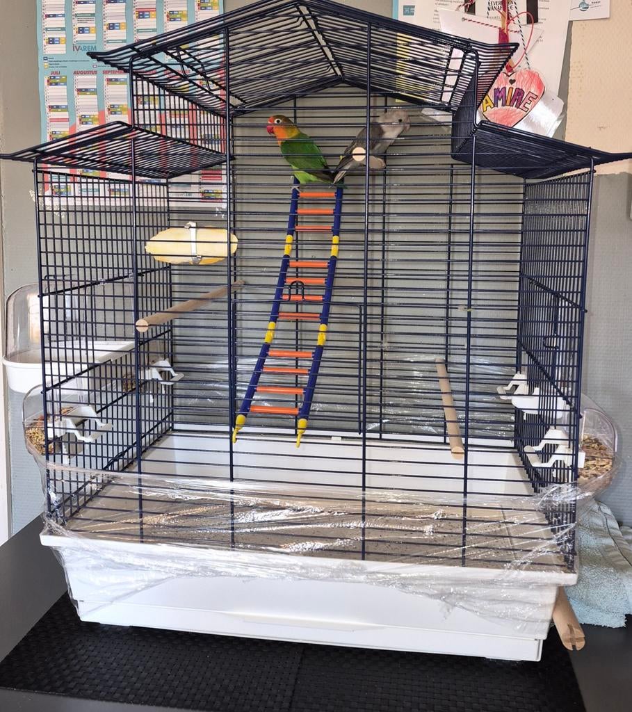 Dwergpapegaai s met kooi, Dieren en Toebehoren, Ophalen