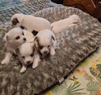Te koop  chihuahua pups, België, Fokker | Hobbymatig, Reu, 8 tot 15 weken