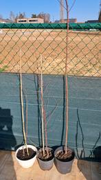 Jeunes érables dans un pot., Jardin & Terrasse, Plantes | Arbres, Enlèvement, En pot, 100 à 250 cm