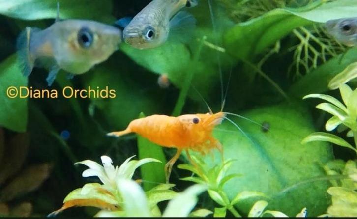 Crevettes Neocaridina Sakura Orange Sunkist, Animaux & Accessoires, Poissons | Poissons d'aquarium