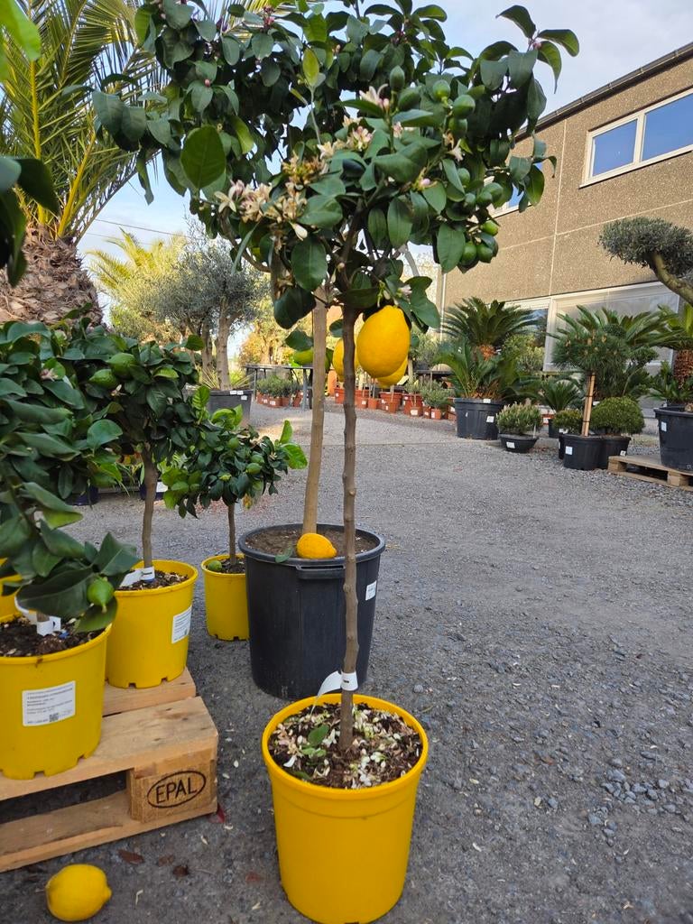 Citrus Meyer, Ophalen