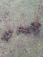 Wijnbes pkanten te koop, Tuin en Terras, Planten | Tuinplanten, Ophalen