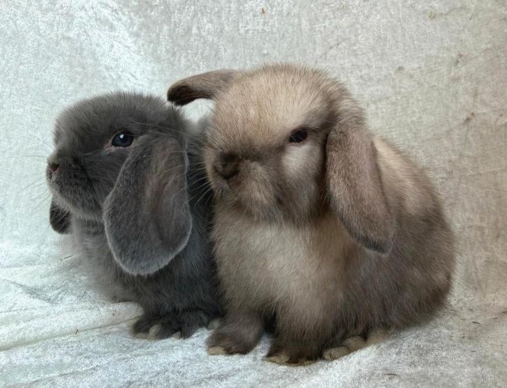 Bijzonder mooi lief handtam koppeltje Minilop konijntjes, Animaux & Accessoires, Lapins, Petit, Plusieurs animaux, 0 à 2 ans, Oreilles tombantes