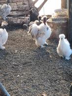 Gratis 3 zijdehoen naakthals hanen, Dieren en Toebehoren, Pluimvee