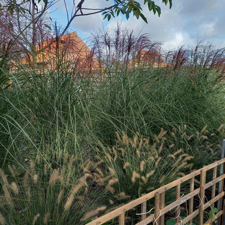 Miscantus., Tuin en Terras, Planten | Tuinplanten, Vaste plant, Volle zon, Zomer, Ophalen