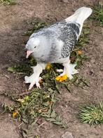 Takla duiven, Dieren en Toebehoren, Vogels | Duiven, Vrouwelijk, Overige soorten