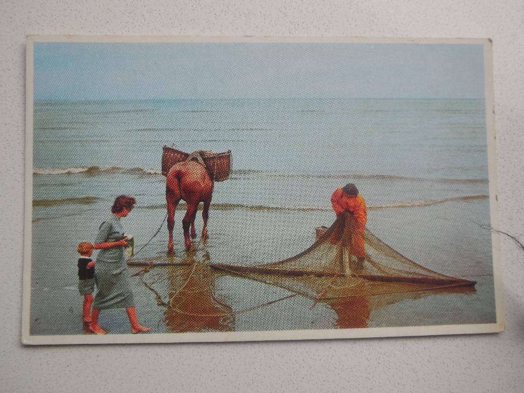 postkaart Kust Garnaalvangst, Verzenden, 1940 tot 1960, Ongelopen, West-Vlaanderen