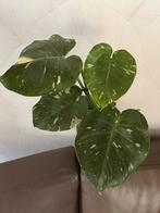 Monstera thai constellation, Huis en Inrichting, Ophalen