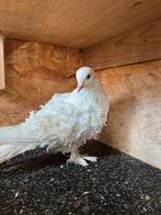 Krulduiv, Dieren en Toebehoren, Vogels | Duiven, Mannelijk, Tuimelaar of Roller