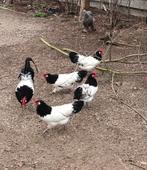 Broedeieren lakenvelder, Dieren en Toebehoren, Pluimvee