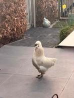 Zijdehoen haantjes van mei 2025