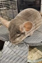 Chinchilla's, Chinchilla, Mâle, Domestique, Juillet