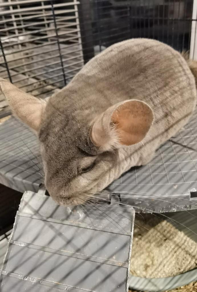 Chinchilla's, Dieren en Toebehoren, Knaagdieren, Mannelijk, Chinchilla, Juli, Tam