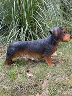 Image teckel, teckel, chien, jardin, pelouse 50cm, Enlèvement, Neuf, Synthétique, Animal