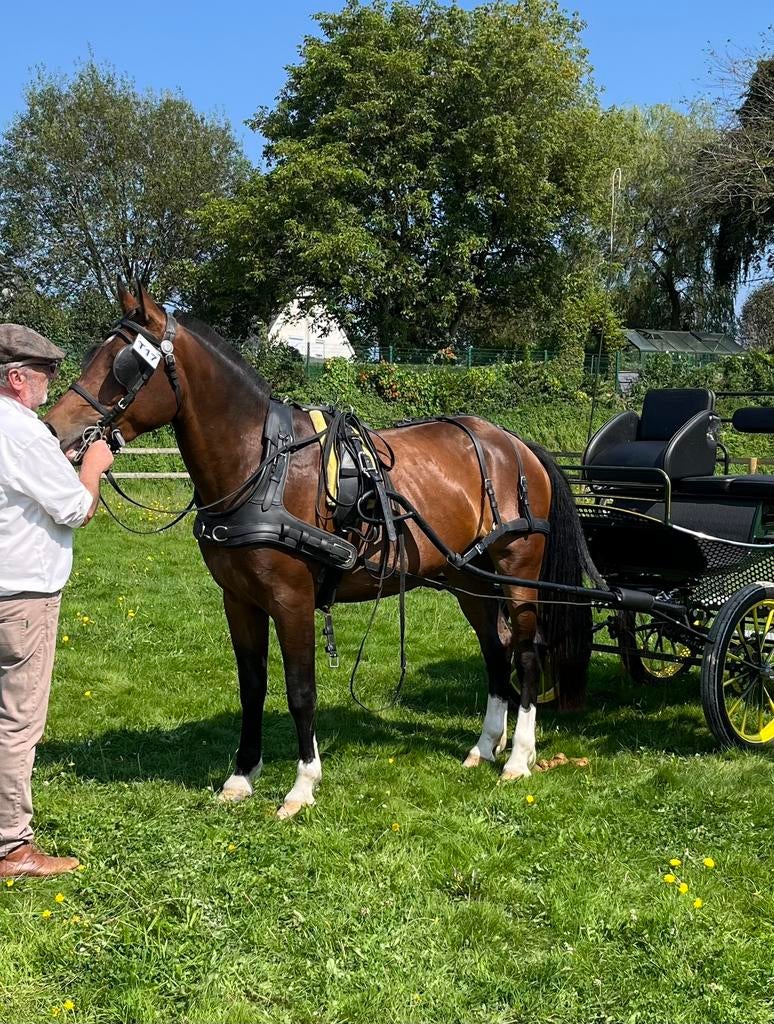 Jument franches montagnes, Animaux & Accessoires, Avec pedigree, 160 à 165 cm, Ne s'applique pas, Jument