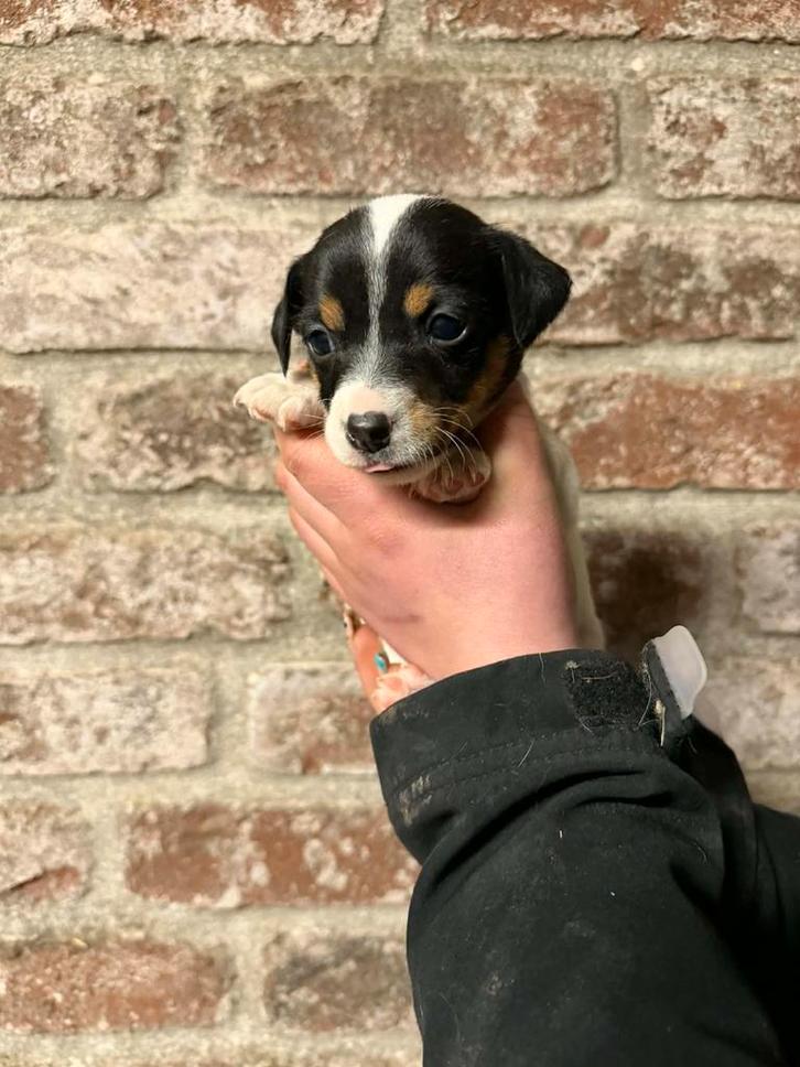 Jack Russel puppy'tjes, Animaux & Accessoires, Chiens | Jack Russell & Terriers, Chienne, Jack Russel Terrier, Éleveur | Loisir