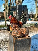 Ukkelse baardkriel duizendkleur broedeieren, Dieren en Toebehoren