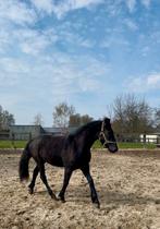 Fries merrie, Dieren en Toebehoren, Merrie, Minder dan 160 cm, Dressuurpaard, 3 tot 6 jaar