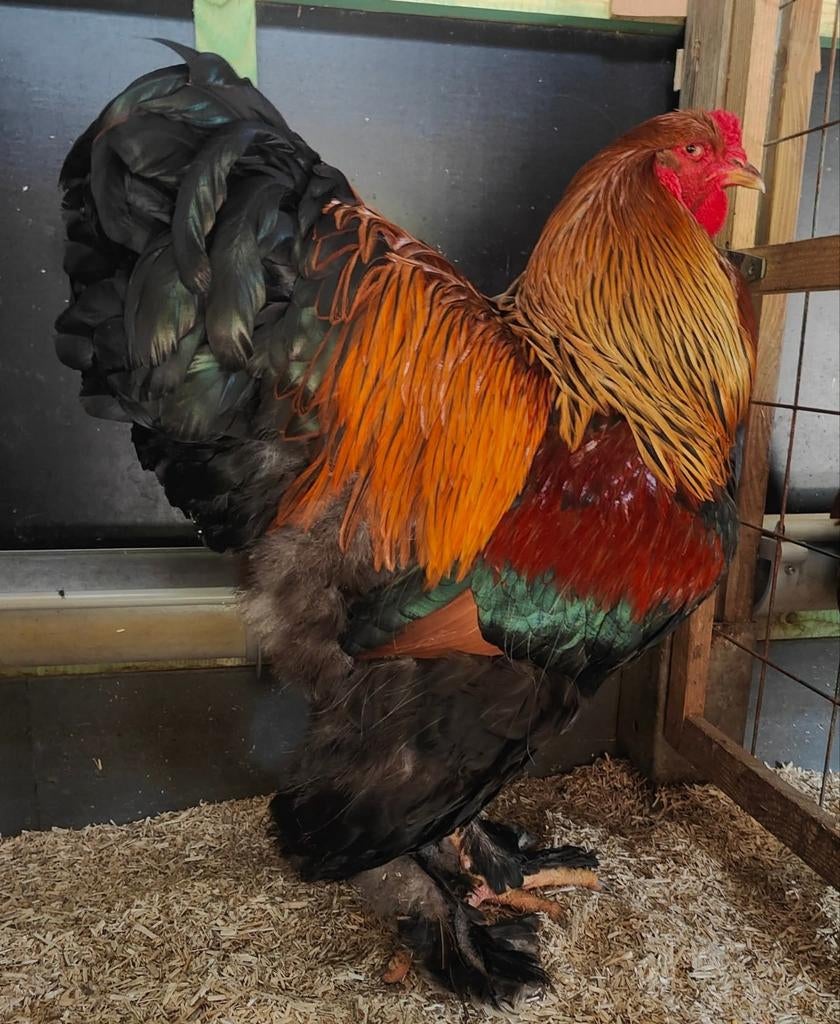 Brahma meerzomig patrijs haantjes uit tentoonstellingsfok