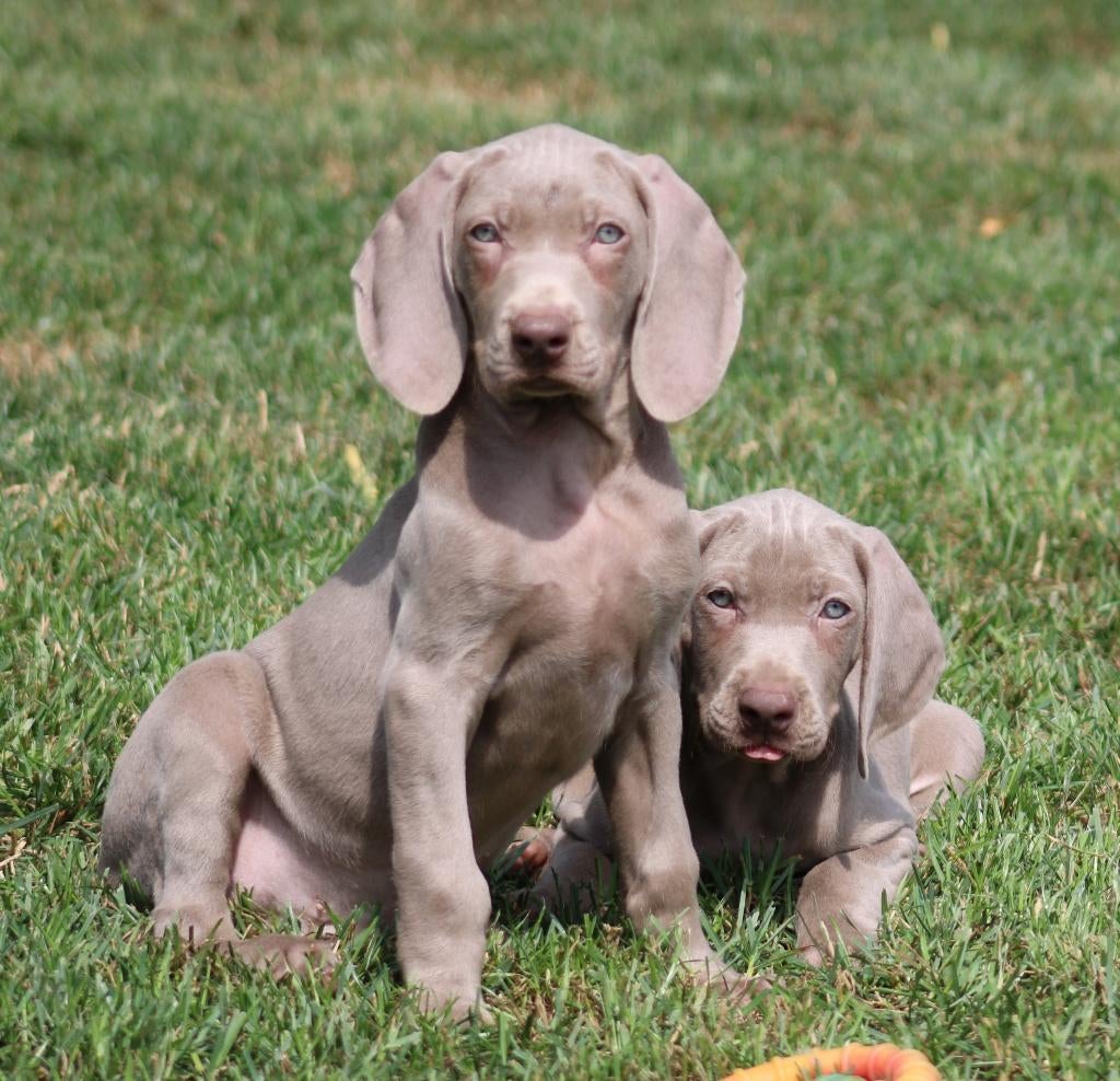 Weimaraner pups, Parvo, België, 8 tot 15 weken, Meerdere