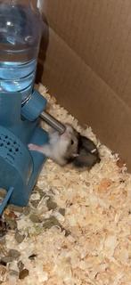 Russische dwerghamsters, Dieren en Toebehoren, Hamster, Maart, Meerdere dieren, Tam