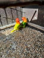 Koppel fischeri fisheri man dilute pop opaline split dilute, Dieren en Toebehoren, Meerdere dieren, Dwergpapegaai of Agapornis