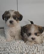 Shih tzu - x, Dieren en Toebehoren, Parvo, België, Handelaar, 8 tot 15 weken