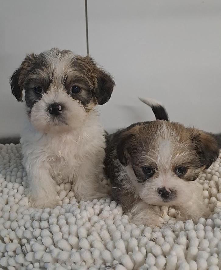 Shih tzu - x, Dieren en Toebehoren, Honden | Niet-rashonden, Klein, Meerdere dieren, Handelaar, Meerdere, België, 8 tot 15 weken