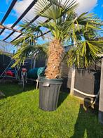 Palmboom, Enlèvement, Palmier