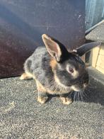 Schattige konijntjes, Dieren en Toebehoren